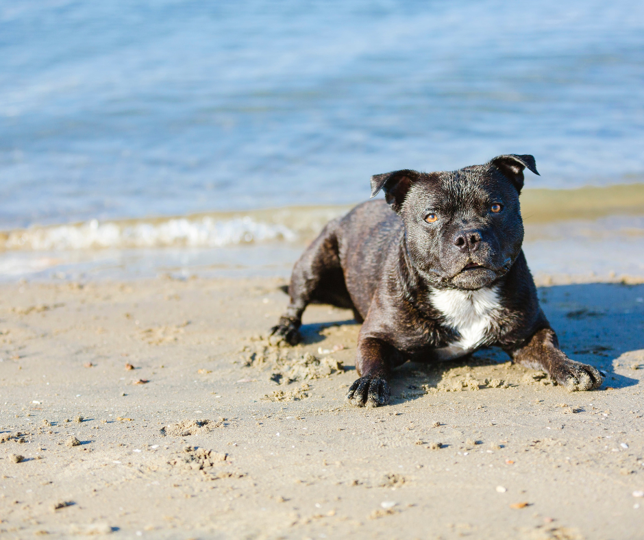 playa para perros en valencia